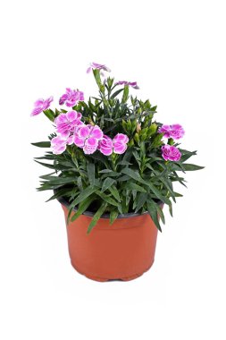 Beyaz arkaplanda pembe Dianthus çiçekleri