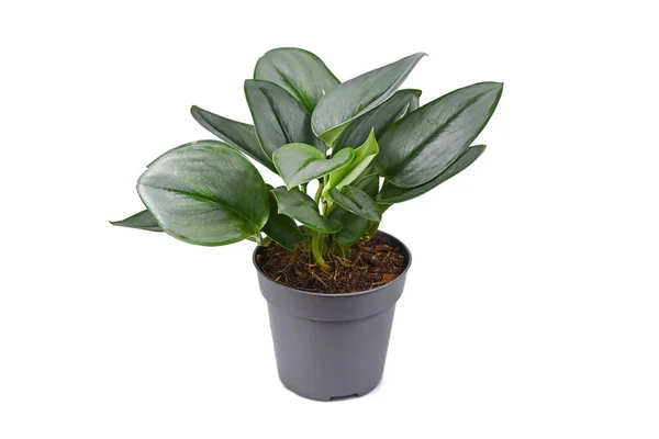 Tropische Zimmerpflanze Scindapsus Treubii Moonlight Topf Auf Weißem Hintergrund — Stockfoto