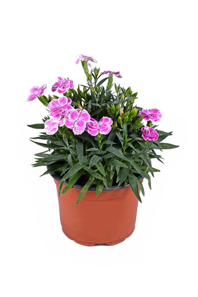 Potted pink Dianthus flowers on white background