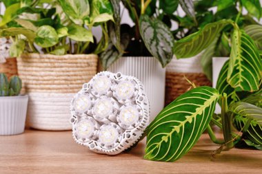 LED bitki ev bitkileri önünde ışık büyür