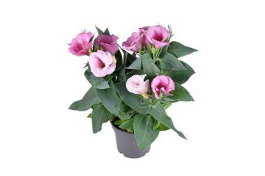 Potted Prairie Gentian plant with pink flowers on white background