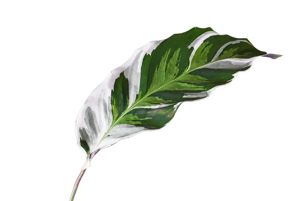 Folha Exótico Calathea White Fusion Prayer Planta Planta Fundo Branco — Fotografia de Stock