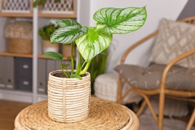 Tropical 'Philodendron Mamei' houseplant with silver pattern in basket flower pot on table in boho style living room