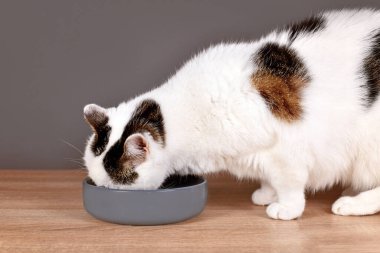 White European shorthair cat with tabby patches eating food out of gray bowl