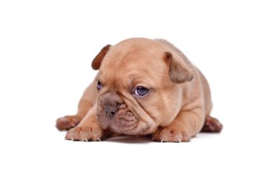 Tiny red fawn colored French Bulldog dog puppy on white background