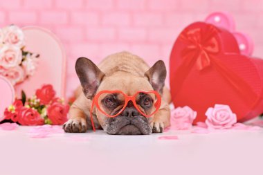 French Bulldog dog wearing red heart shaped Valentine's day glasses between seasonal decoration