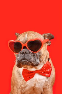 French Bulldog dog wearing heart shaped Valentine's Day glasses and bow tie on red background 