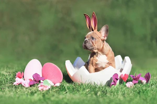 Cute French Bulldog Dog Puppy Sitting Egg Shell Grass Copy — Stock Photo, Image