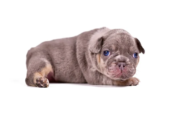Merle Tan French Bulldog Puppy Misaligned Eyes White Background — Stock Fotó