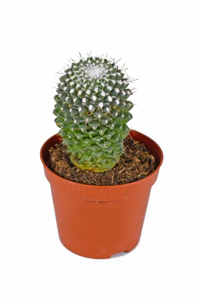 Kis Cserepes Mammillaria Pringlei Citromgolyó Kaktusz Fehér Alapon — Stock Fotó