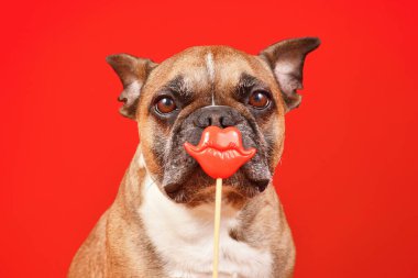 French Bulldog dog with Valentine's Day kiss lips photo prop in front of red background