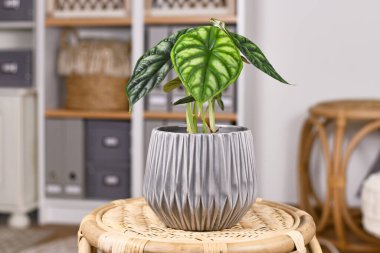 Topical 'Alocasia Baginda Dragon Scale' houseplant in flower pot  on table in boho stylev living room clipart