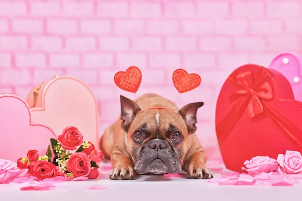 Cute Valentine's day dog. French Bulldog with heart headbands surrounded by pink and red seasonal decoration like gift boxes and rose flowers