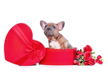Sevgililer Günü hediye kutusunda beyaz arka planda güller olan kırmızı kalp şeklinde şirin bir Fransız Bulldog köpeği yavrusu.