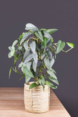 Tropical 'Epipremnum Pinnatum Cebu Blue' houseplant in pot in front of gray wall