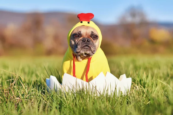 Funny Easter chicken dog. French Bulldog sitting in large Easter egg wearing a costume