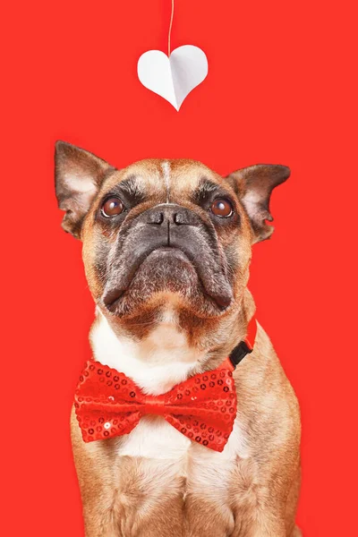 Valntine Day French Bulldog Dog Wearing Bow Tie Looking Heart — Zdjęcie stockowe