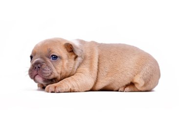 Young French Bulldog dog puppy on white background