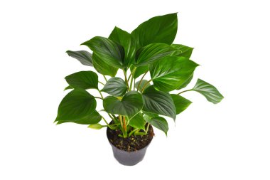 Beyaz arka planda Tropikal 'Homalomena Rubescens' Zümrüt Mücevheri