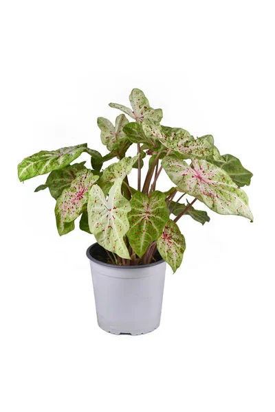 Colorful Exotic Caladium Miss Muffet Houseplant Pink Green Leaves Red — Foto de Stock
