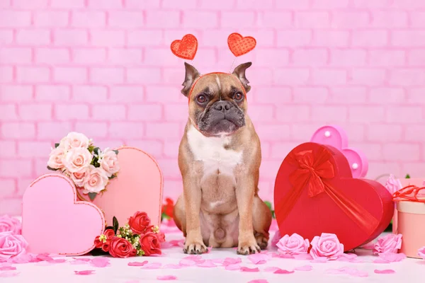 French Bulldog dog with Valentine's Day heart headbands surrounded by pink and red seasonal decoration like gift boxes and rose flowers