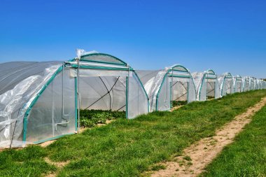 Çilek bitkileriyle tünel kubbesi 