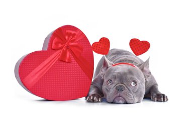 French Bulldog dog wearing heart shaped Valentine's day headband with gift box on white background