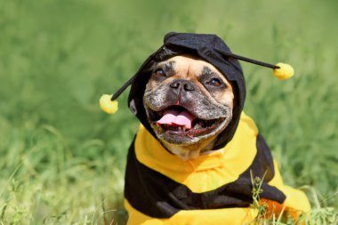 Cute happy French Bulldog dog in poncho bee costume
