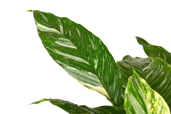 熱帯の美しい葉 スパティフィルムダイヤモンドバリエガータ 白地に白い斑点のある観葉植物 — ストック写真