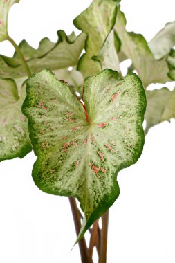 Beyaz arka planda 'Caladium Candyland' ev bitkisi