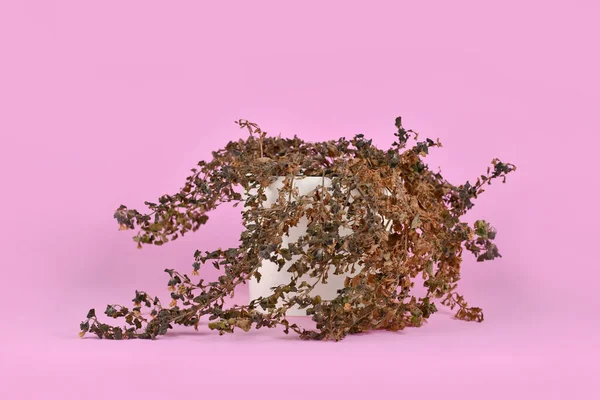 Neglected Dried Hebe Plant White Flower Pot Pink Background — Foto de Stock