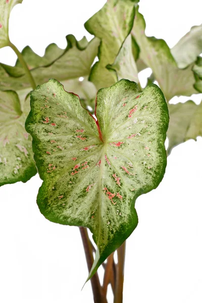 白い背景に話題の カラディウム キャンドランド の観葉植物の葉 — ストック写真