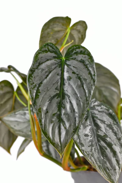 Close Van Exotische Philodendron Brandtianum Kamerplant Met Zilverkleurige Patter Witte — Stockfoto