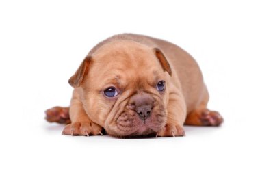 Young red fawn colored French Bulldog dog puppy on white background