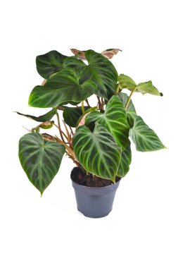 Exotic 'Philodendron Verrucosum' houseplant with dark green veined velvety leaves on white background