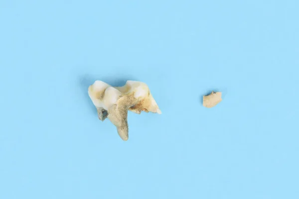 Premolar Canine Dog Tooth Dental Calculus Piece Toothing Stone Broken — Foto de Stock