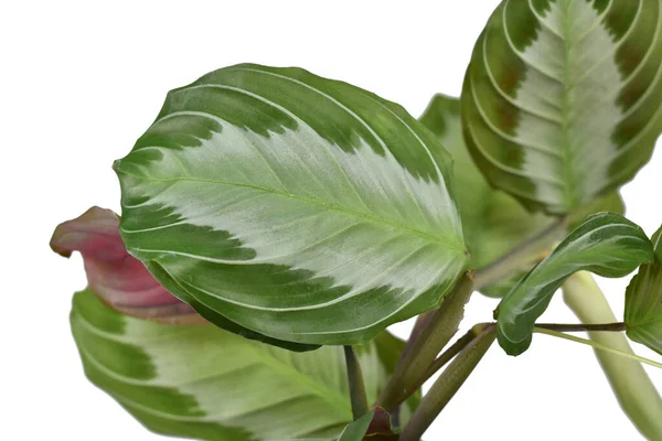 Leaf Exotic Maranta Leuconeura Silver Band Houseplant White Background — Stock fotografie