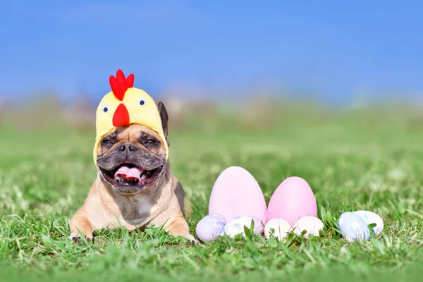 Cute French Bulldog dog with chicken costume hat next to easter eggs