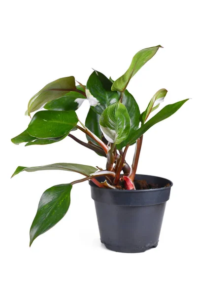 Potted Tropical Philodendron White Knight Houseplant White Variegation Spots White — Stockfoto