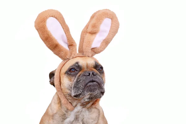 Francia Bulldog Kutya Visel Húsvéti Nyuszi Jelmez Fülpánt Fehér Háttér — Stock Fotó