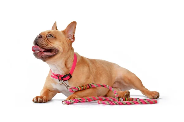 Červený Plavovlasý Francouzský Buldok Pes Nosí Růžový Obojek Lanem Vodítko — Stock fotografie