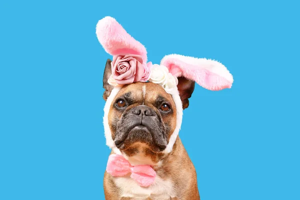 French Bulldog Dog Wearing Easter Bunny Costume Ears Headband Rose — Photo
