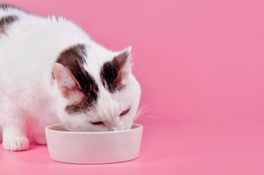 European shorthair cat eating food out of bowl in front of pink background with copy space