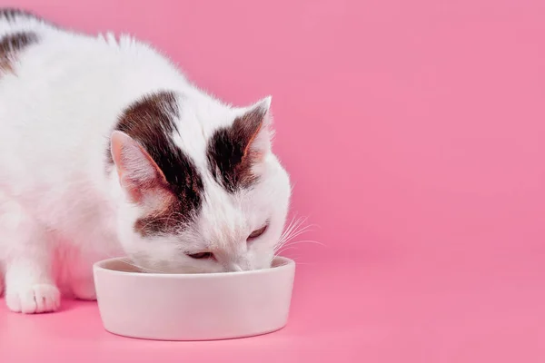 Evropská Krátkosrstá Kočka Jíst Jídlo Misky Před Růžovým Pozadím Kopírovacím — Stock fotografie