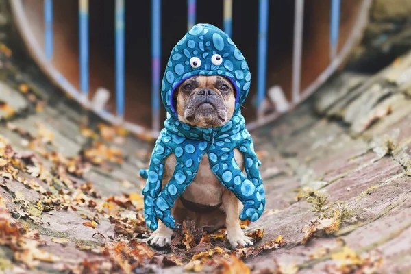 French Bulldog wearing funny squid dog costume with eyes and tentacle arms