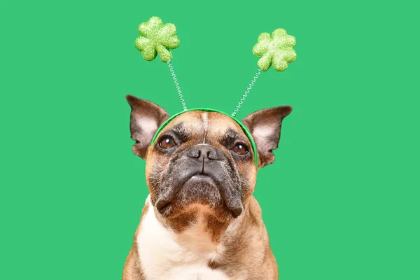 Francouzský Buldok Pes Sobě Patricks Day Shamrock Kostým Čelenka Zeleném — Stock fotografie