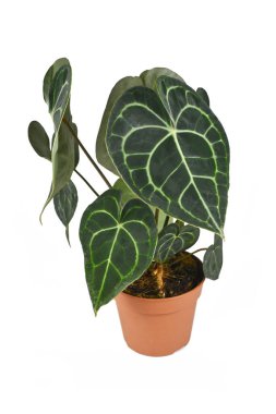 Beyaz arka planda demlikte tropik 'Anthurium Clarinervium' bitkisi