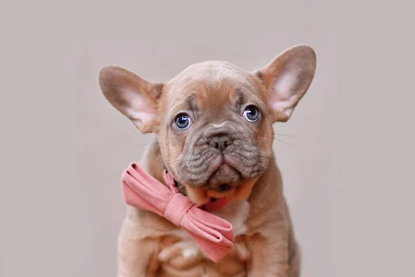 Portrait Red Fawn French Bulldog Dog Puppy Pink Bow Tie — Photo