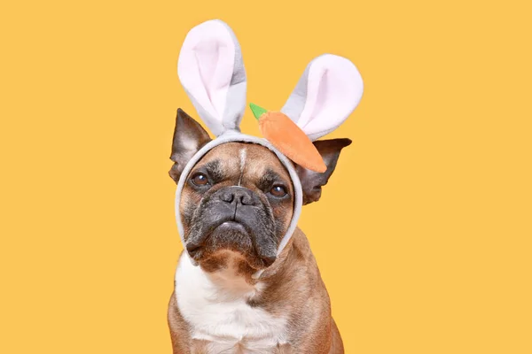 French Bulldog Dog Wearing Easter Bunny Costume Ears Headband Carrot — Zdjęcie stockowe