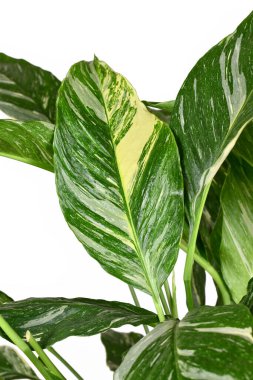 Leaf of tropical 'Spathiphyllum Diamond Variegata' houseplant with white spots on white background